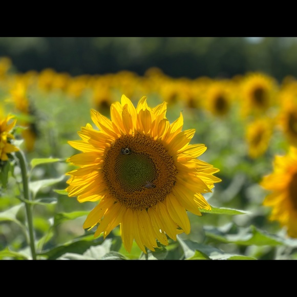 Meet your Posher, Cierra - Picture 6 of 6